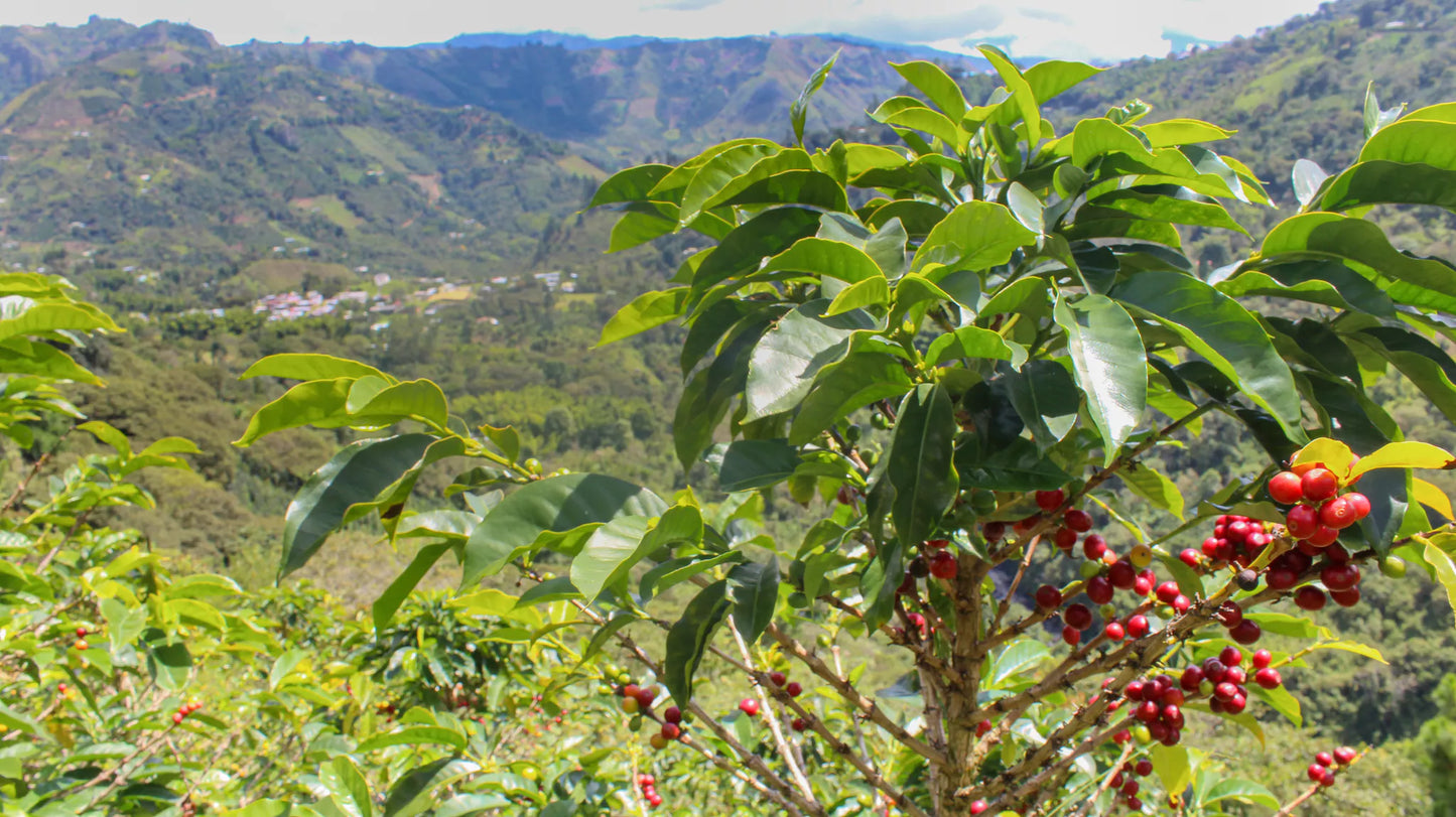 COLOMBIA CHOCO
