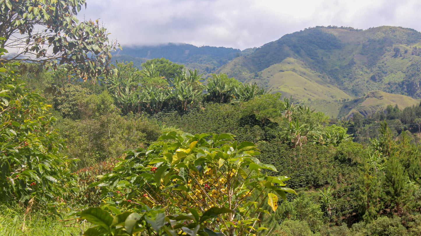 COLOMBIA CHOCO