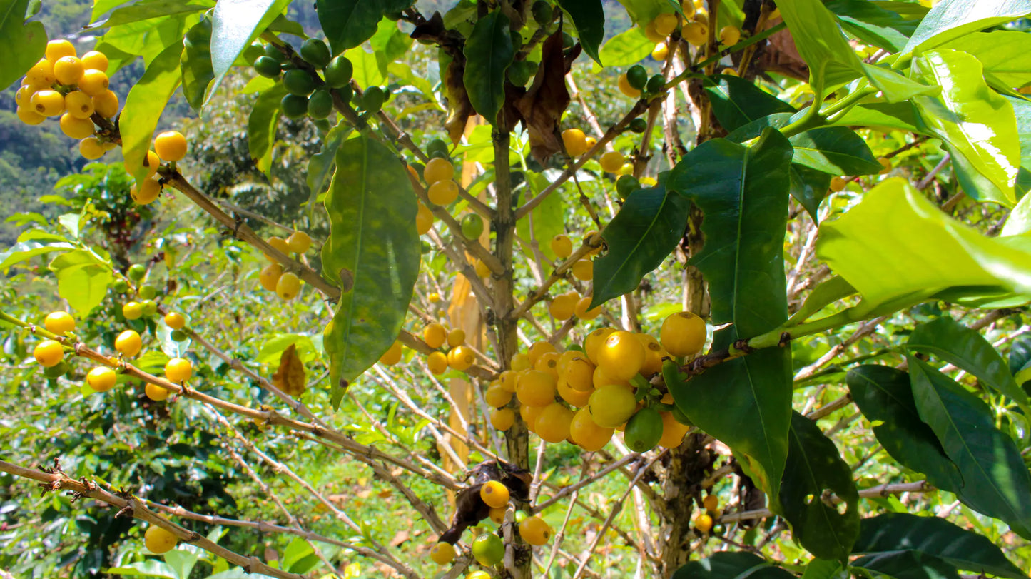 COLOMBIA CHOCO