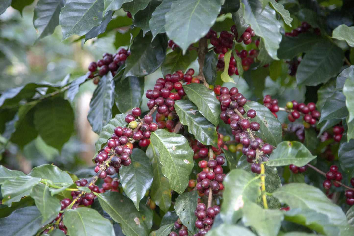 HONDURAS MINI GRANJA - Bio