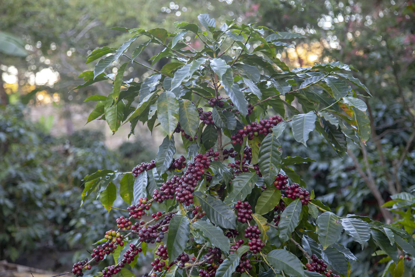 HONDURAS MINI GRANJA - Bio