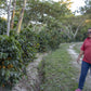 HONDURAS MINI FARM